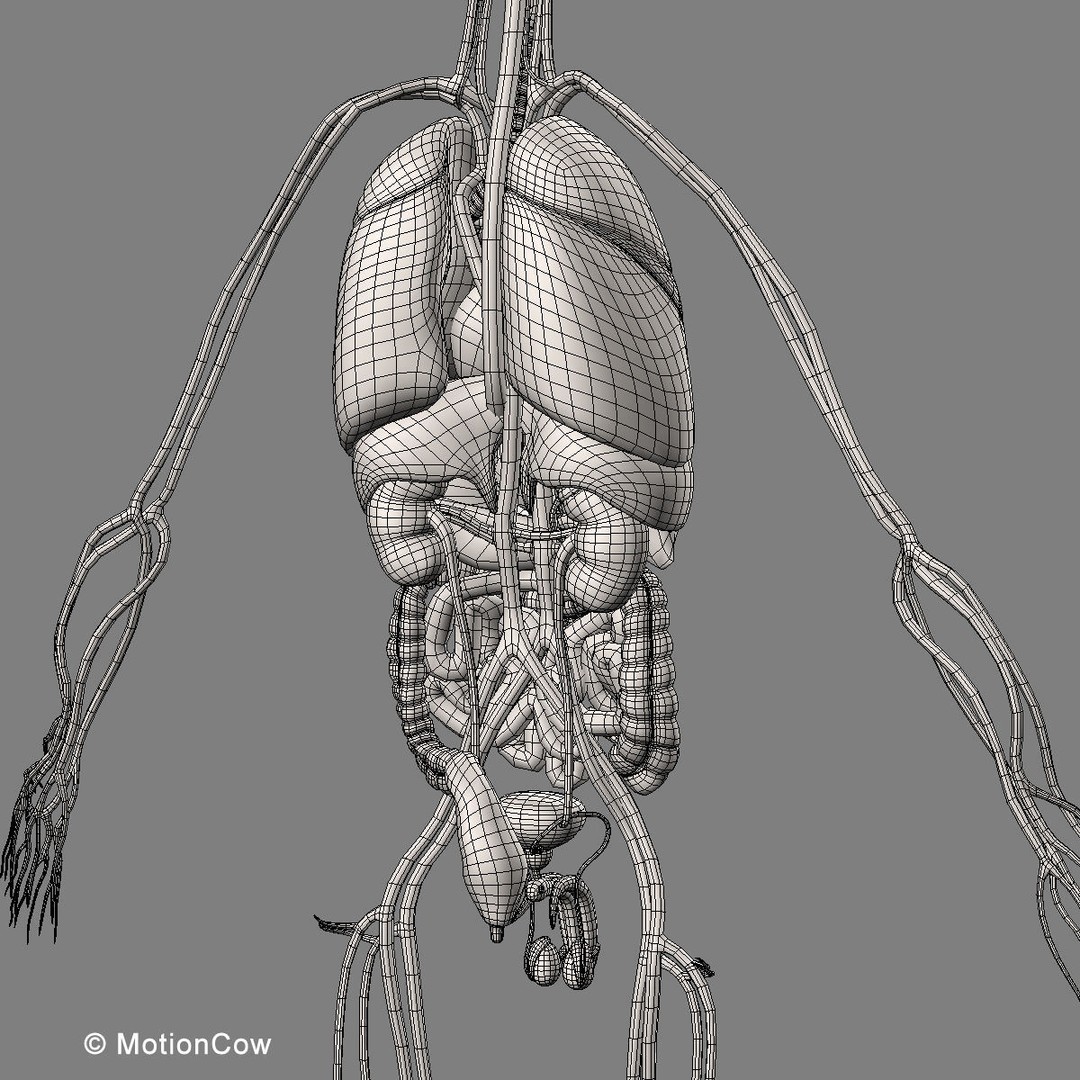 Human Anatomy 3D Model – Rigged Character with Detailed Systems, FBX - View 101