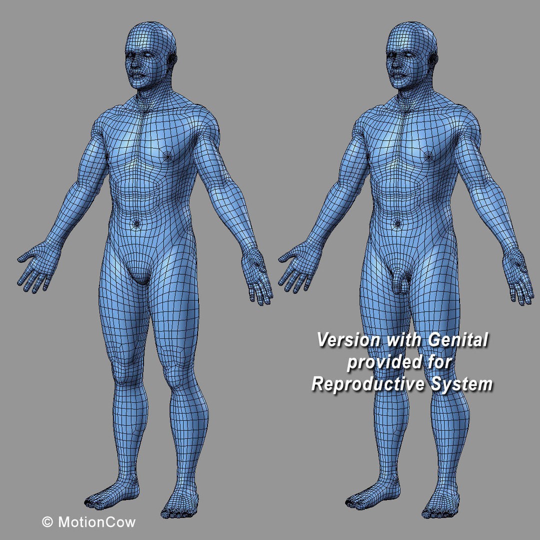 Human Anatomy 3D Model – Rigged Character with Detailed Systems, FBX - View 105