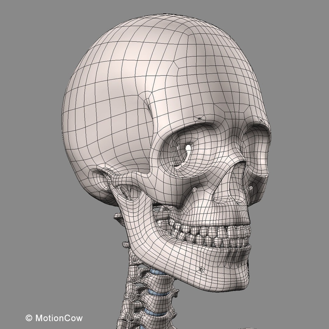 Human Anatomy 3D Model – Rigged Character with Detailed Systems, FBX - View 111
