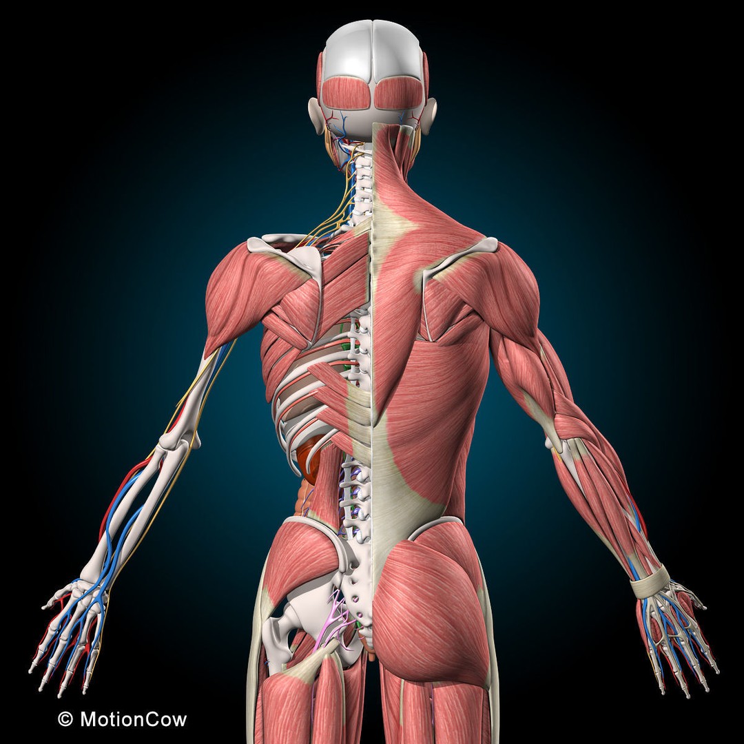 Human Anatomy 3D Model – Rigged Character with Detailed Systems, FBX - View 13