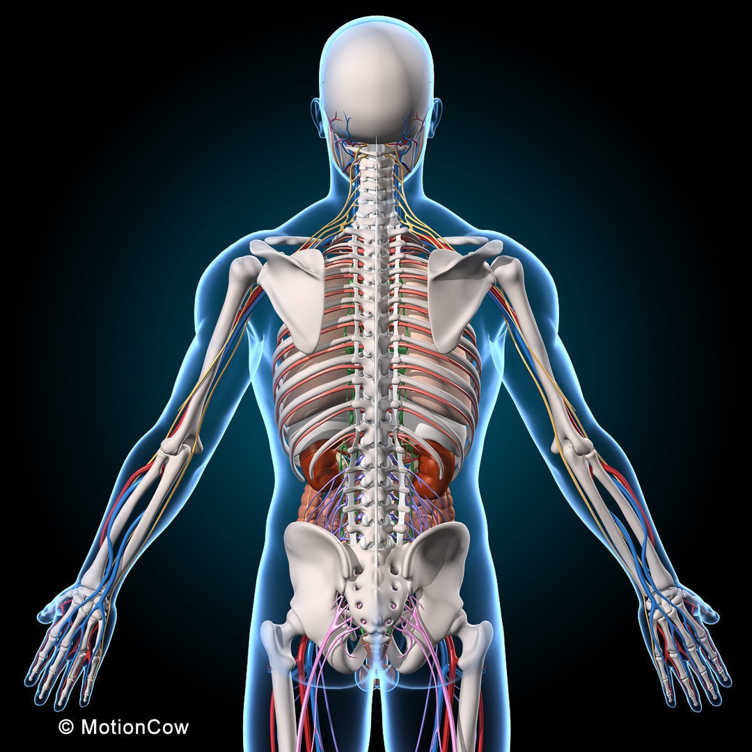 Human Anatomy 3D Model – Rigged Character with Detailed Systems, FBX - View 14