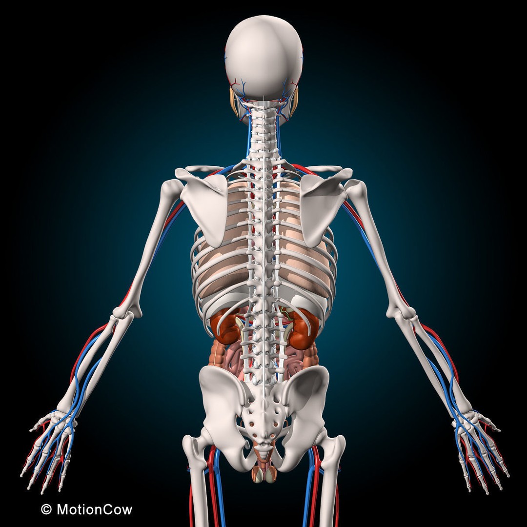 Human Anatomy 3D Model – Rigged Character with Detailed Systems, FBX - View 15
