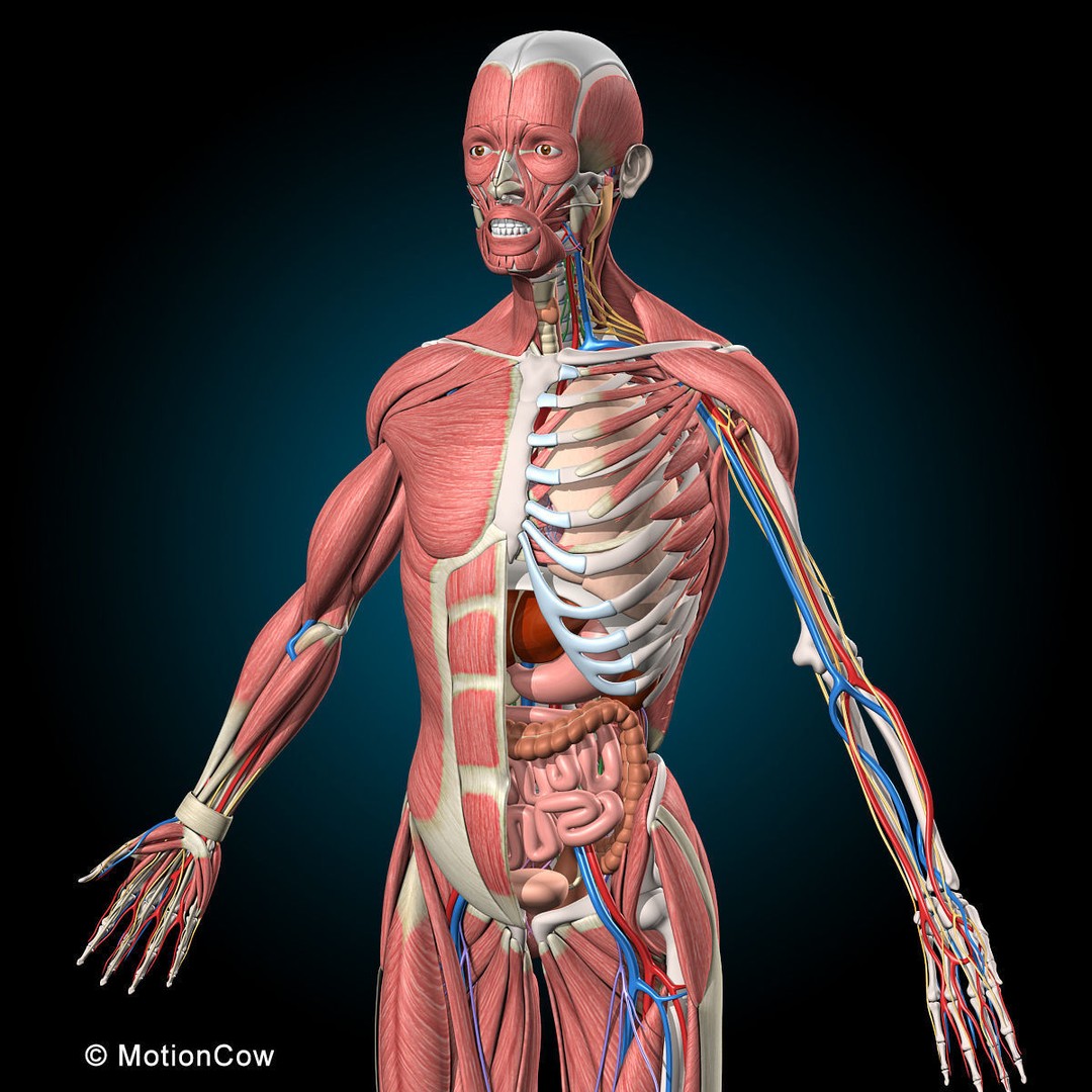 Human Anatomy 3D Model – Rigged Character with Detailed Systems, FBX - View 19