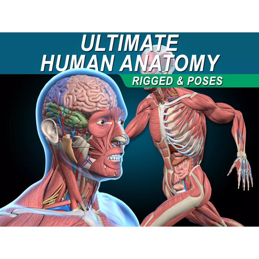 Human Anatomy 3D Model – Rigged Character with Detailed Systems, FBX - View 2