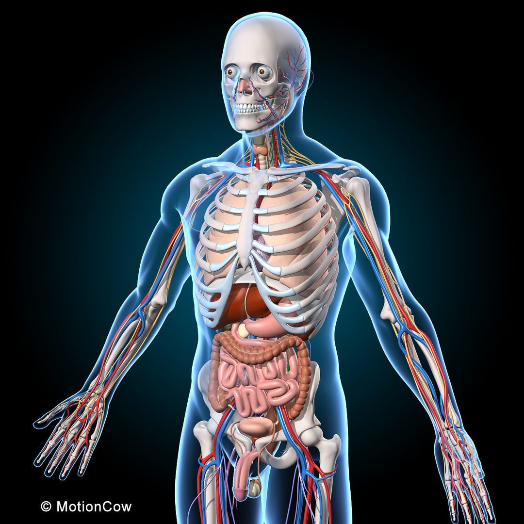 Human Anatomy 3D Model – Rigged Character with Detailed Systems, FBX - View 20