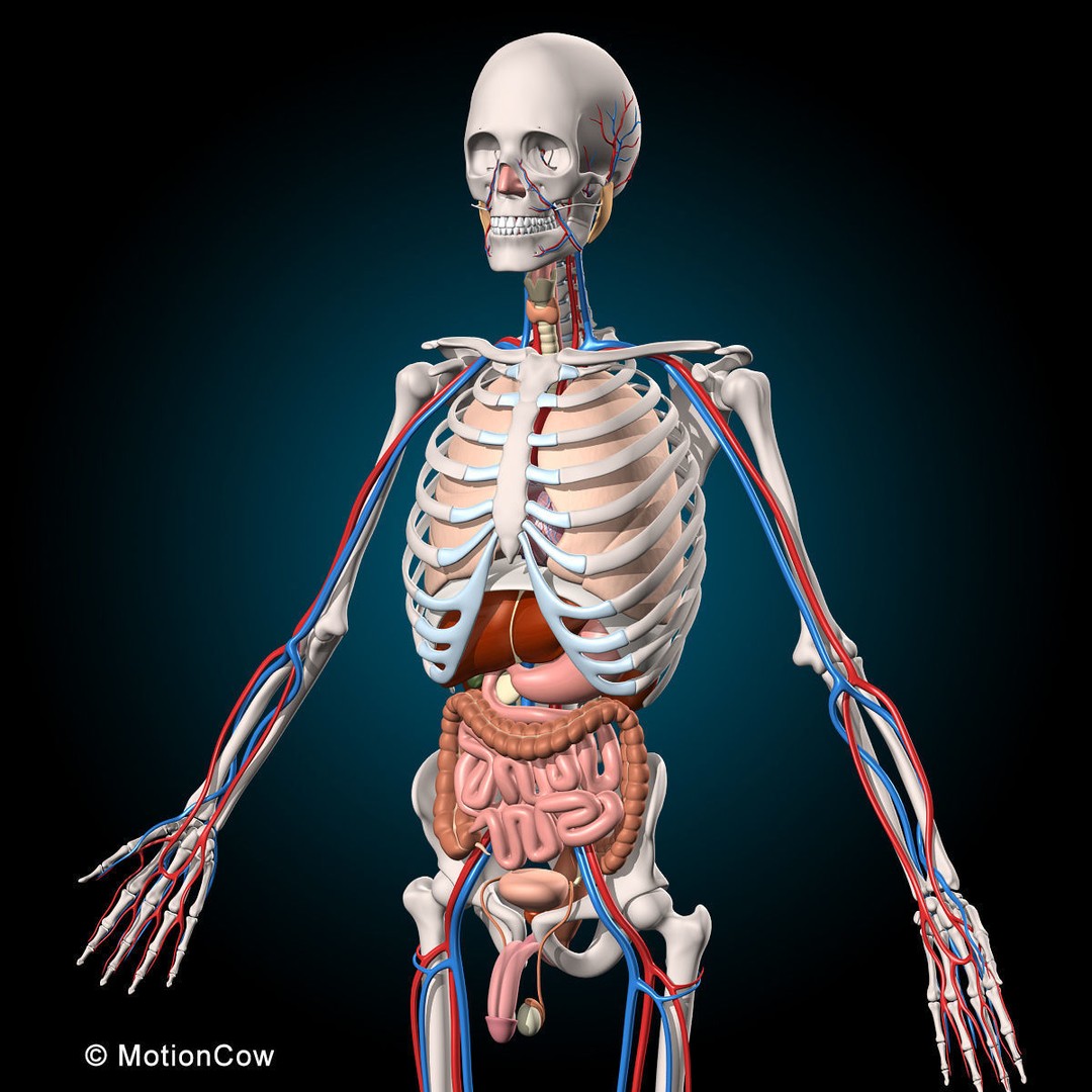 Human Anatomy 3D Model – Rigged Character with Detailed Systems, FBX - View 21