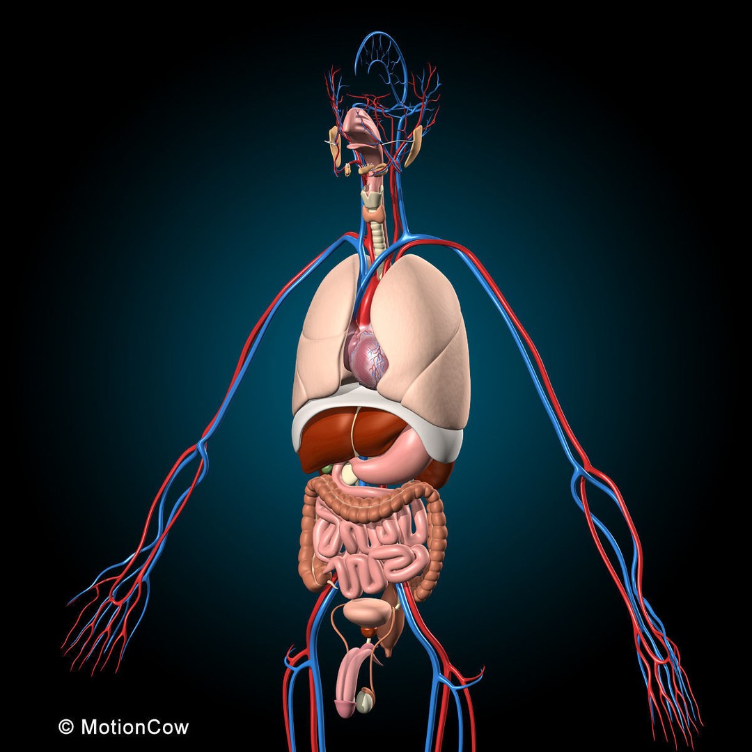 Human Anatomy 3D Model – Rigged Character with Detailed Systems, FBX - View 22