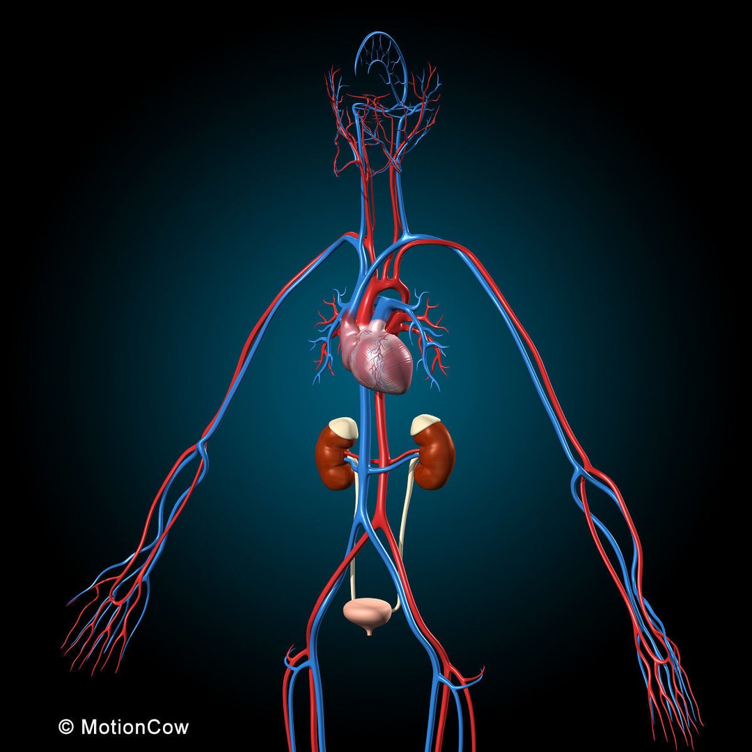 Human Anatomy 3D Model – Rigged Character with Detailed Systems, FBX - View 23