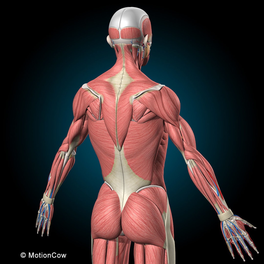 Human Anatomy 3D Model – Rigged Character with Detailed Systems, FBX - View 24