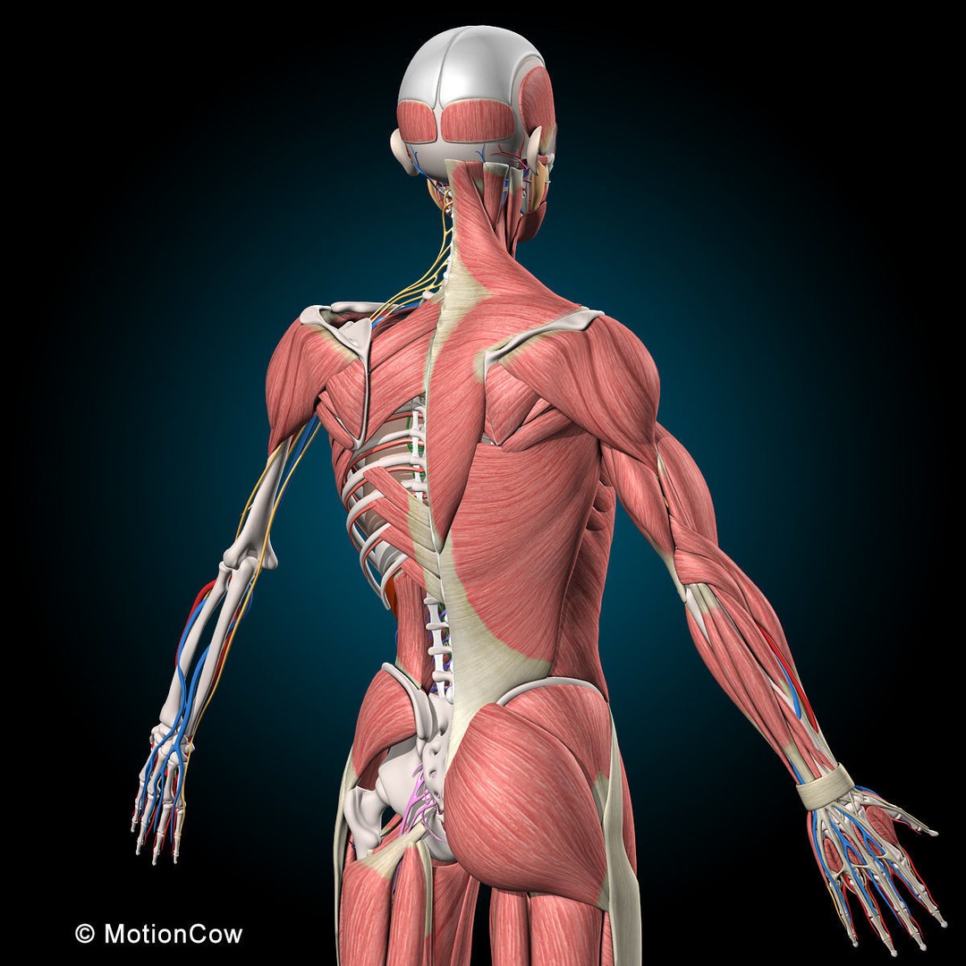 Human Anatomy 3D Model – Rigged Character with Detailed Systems, FBX - View 25