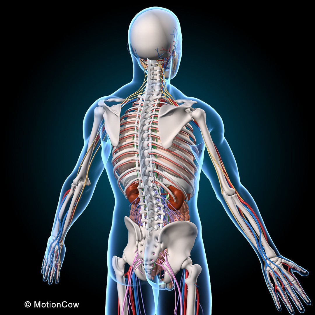 Human Anatomy 3D Model – Rigged Character with Detailed Systems, FBX - View 26