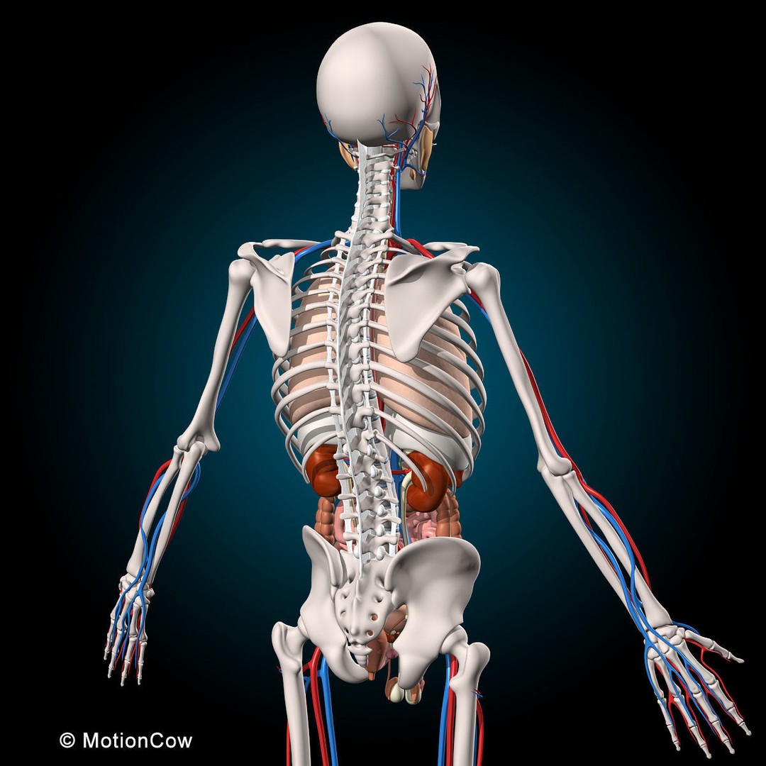 Human Anatomy 3D Model – Rigged Character with Detailed Systems, FBX - View 27