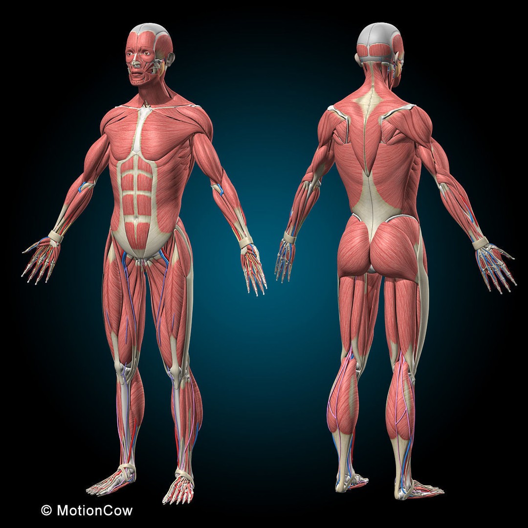 Human Anatomy 3D Model – Rigged Character with Detailed Systems, FBX - View 3
