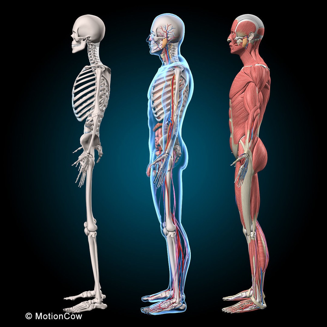 Human Anatomy 3D Model – Rigged Character with Detailed Systems, FBX - View 30