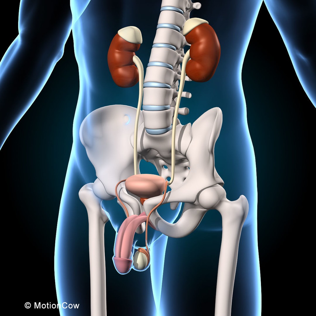 Human Anatomy 3D Model – Rigged Character with Detailed Systems, FBX - View 31