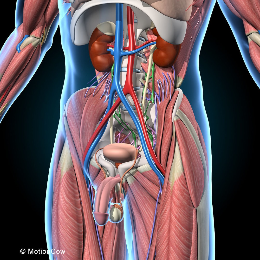Human Anatomy 3D Model – Rigged Character with Detailed Systems, FBX - View 32