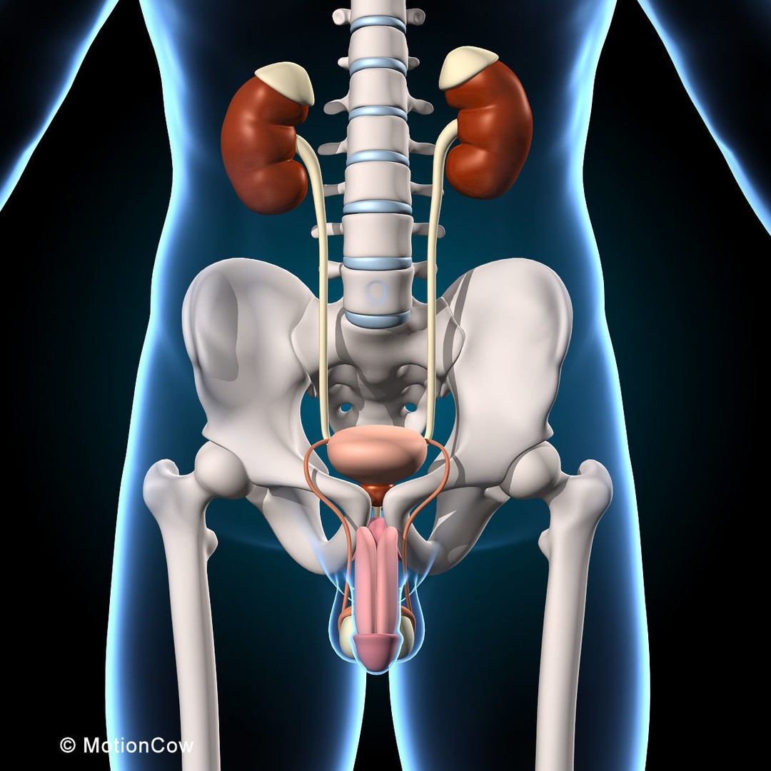 Human Anatomy 3D Model – Rigged Character with Detailed Systems, FBX - View 33
