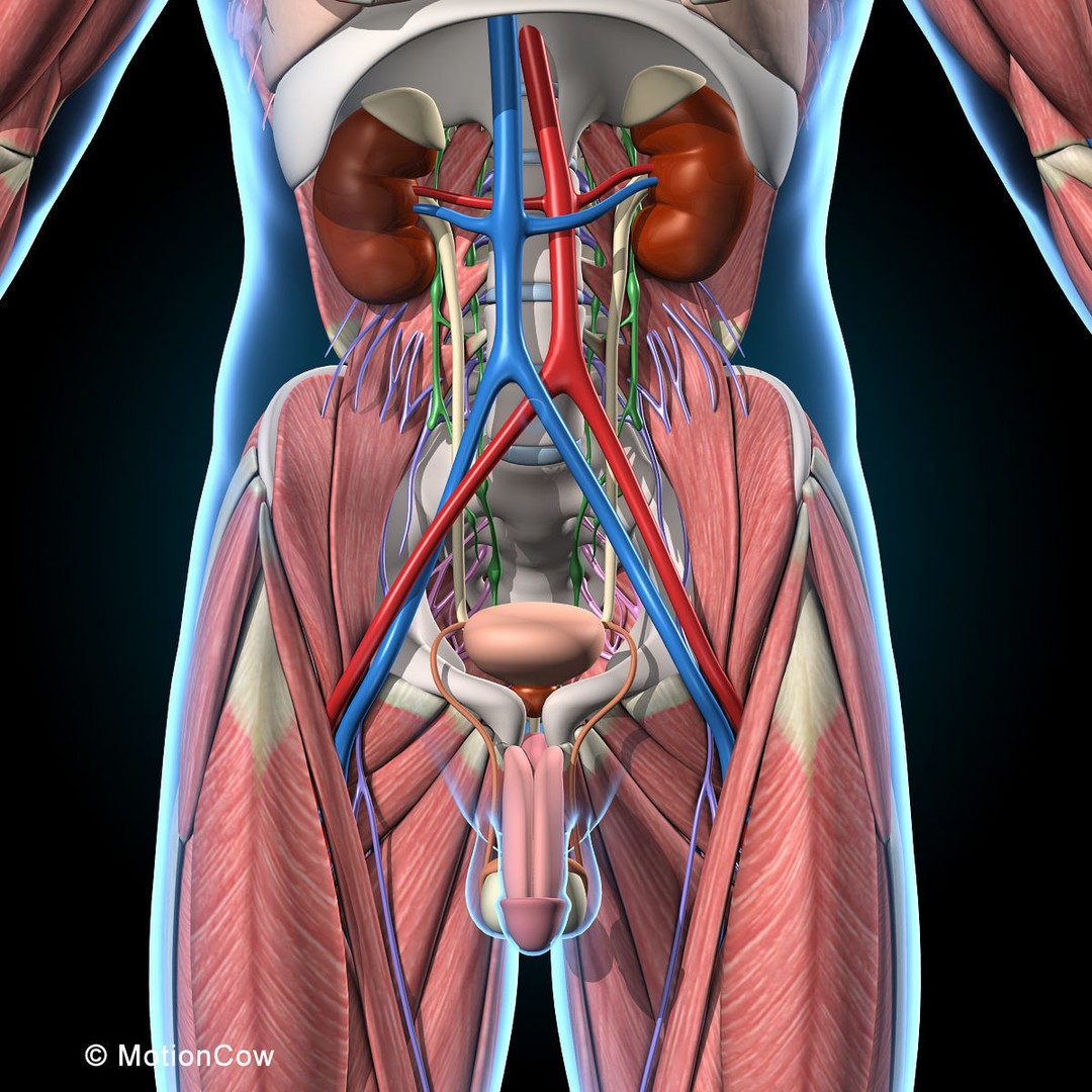 Human Anatomy 3D Model – Rigged Character with Detailed Systems, FBX - View 34