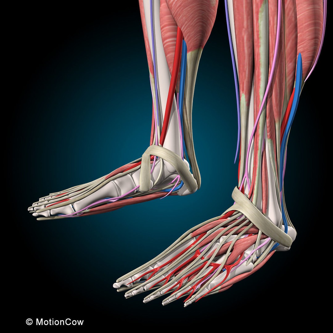 Human Anatomy 3D Model – Rigged Character with Detailed Systems, FBX - View 35