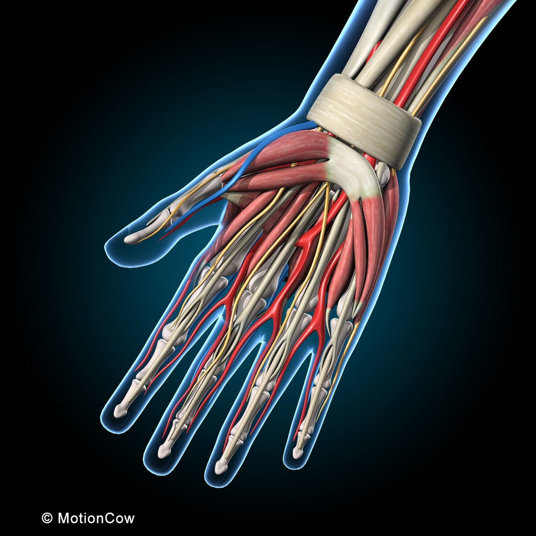 Human Anatomy 3D Model – Rigged Character with Detailed Systems, FBX - View 36