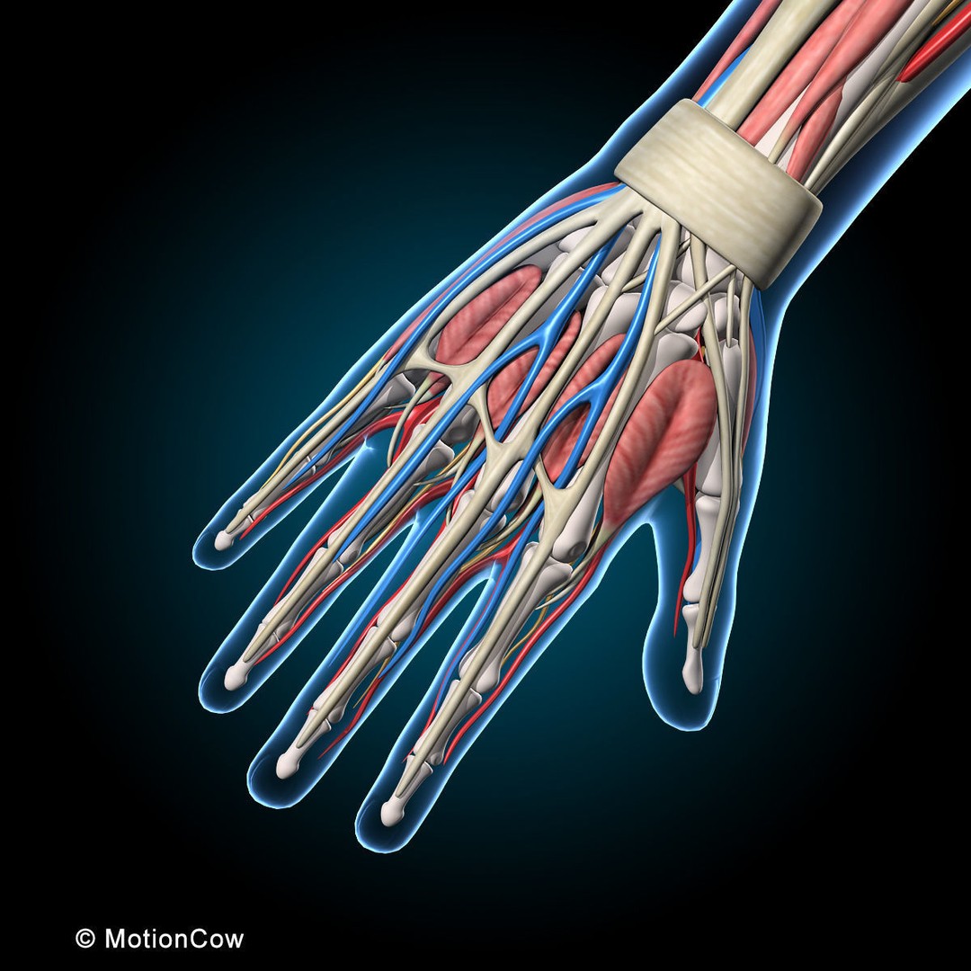 Human Anatomy 3D Model – Rigged Character with Detailed Systems, FBX - View 37