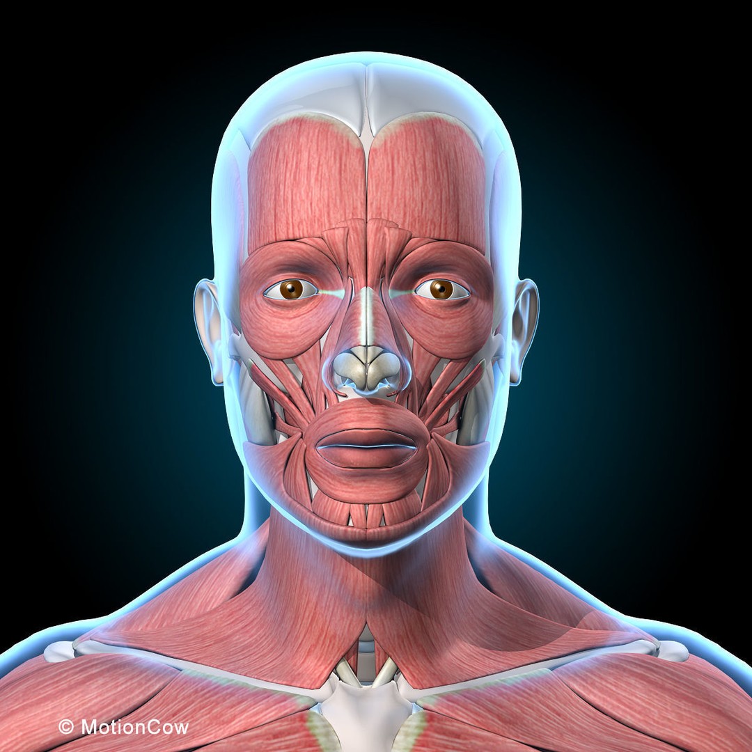 Human Anatomy 3D Model – Rigged Character with Detailed Systems, FBX - View 38