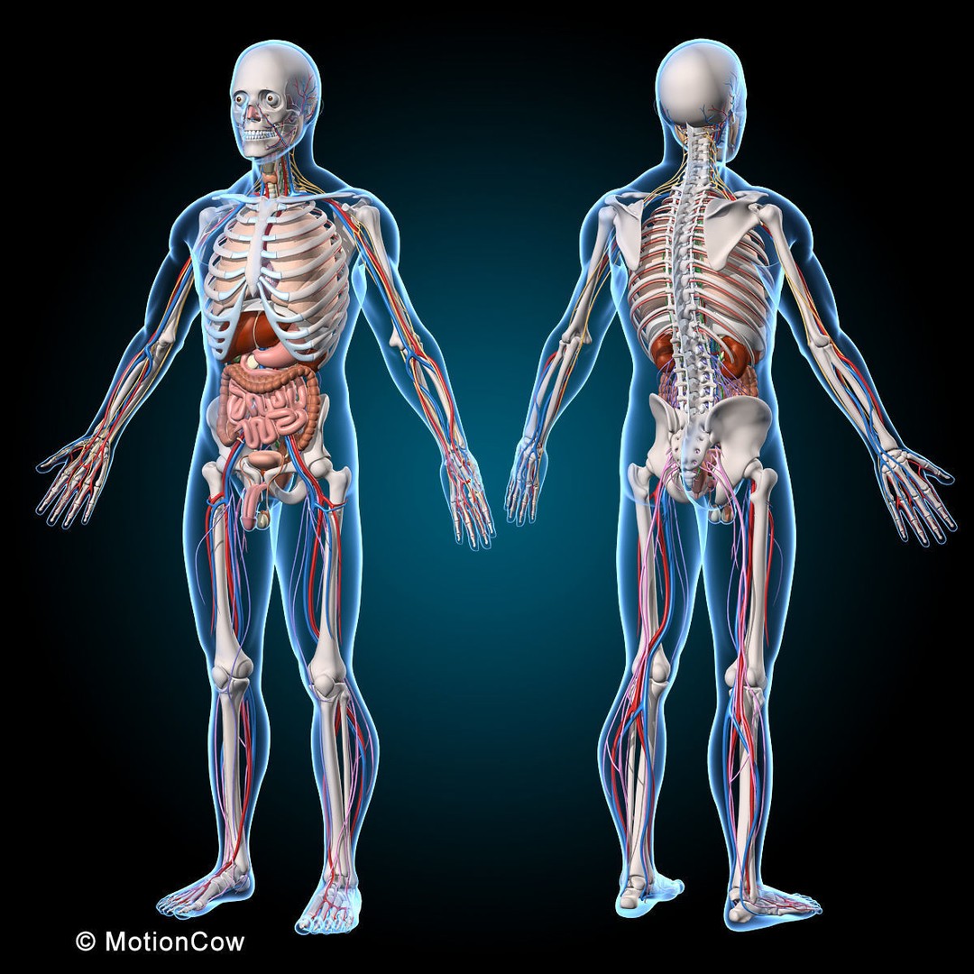 Human Anatomy 3D Model – Rigged Character with Detailed Systems, FBX - View 4