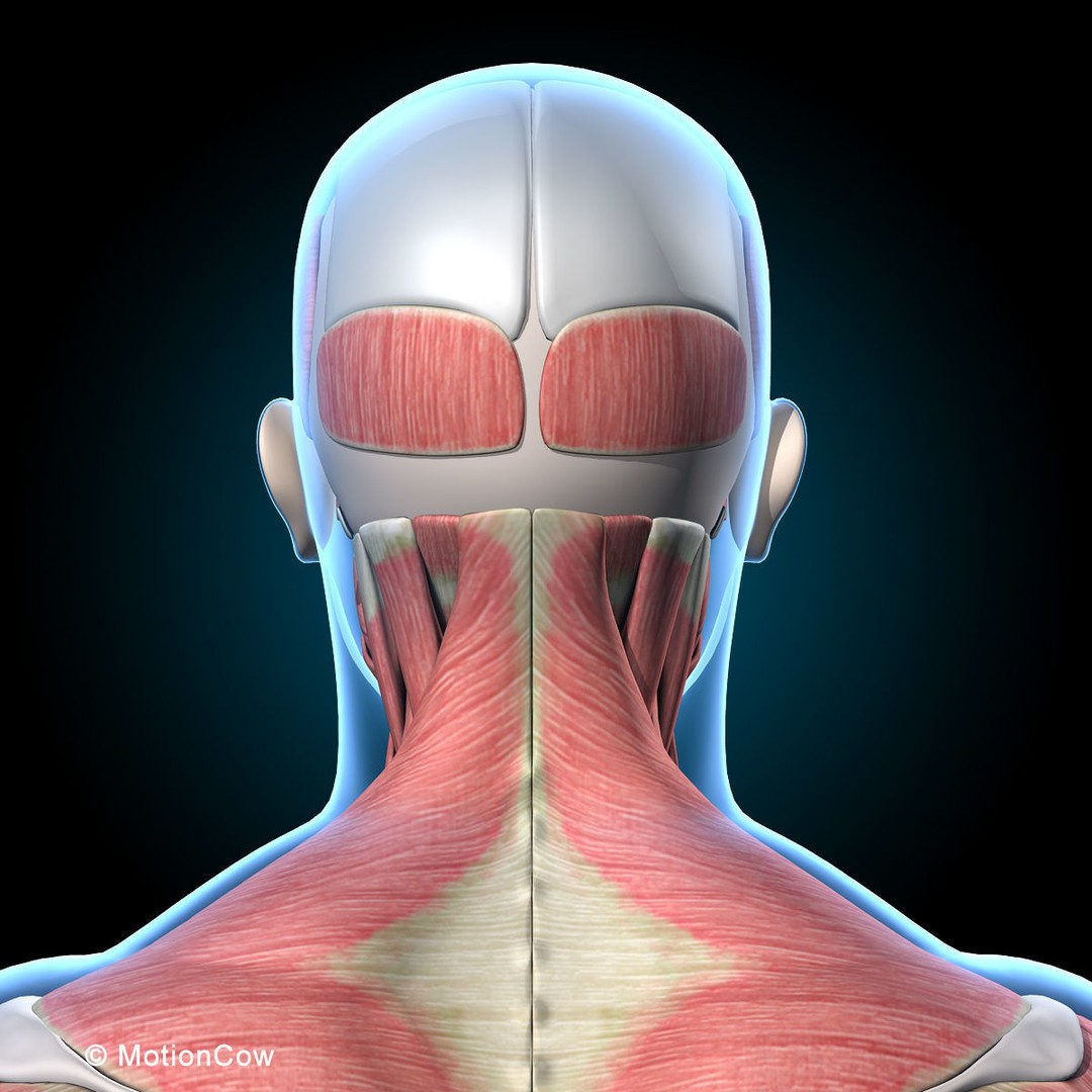 Human Anatomy 3D Model – Rigged Character with Detailed Systems, FBX - View 40