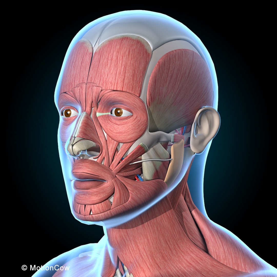 Human Anatomy 3D Model – Rigged Character with Detailed Systems, FBX - View 41
