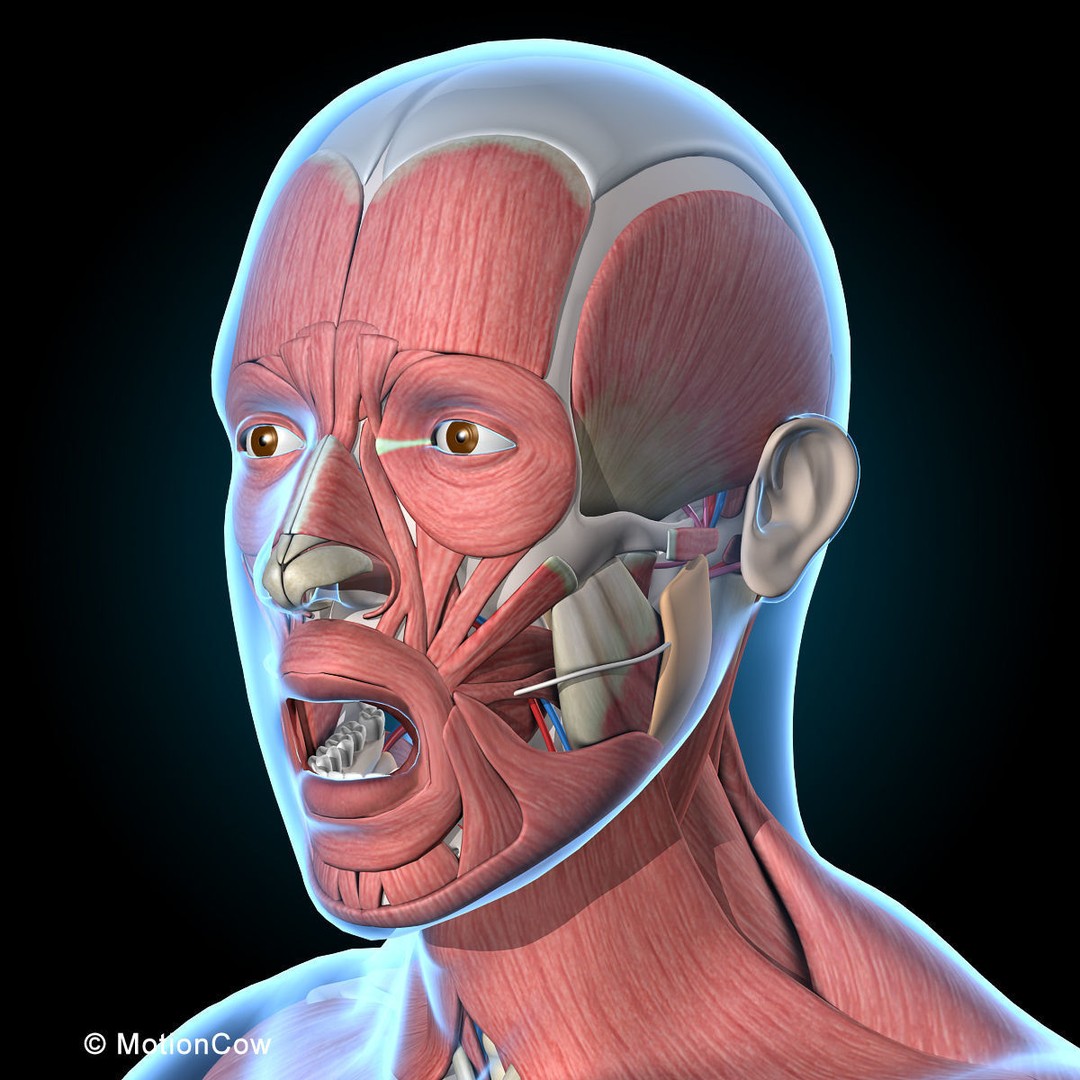 Human Anatomy 3D Model – Rigged Character with Detailed Systems, FBX - View 42