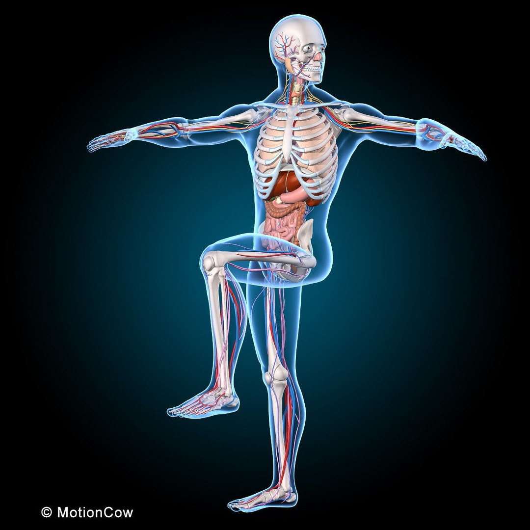 Human Anatomy 3D Model – Rigged Character with Detailed Systems, FBX - View 44