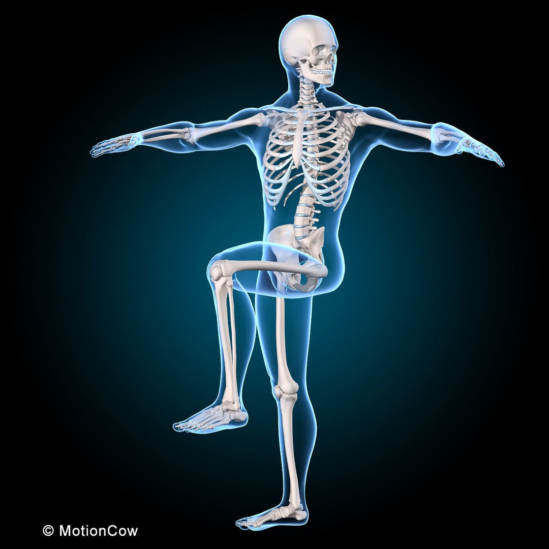 Human Anatomy 3D Model – Rigged Character with Detailed Systems, FBX - View 45