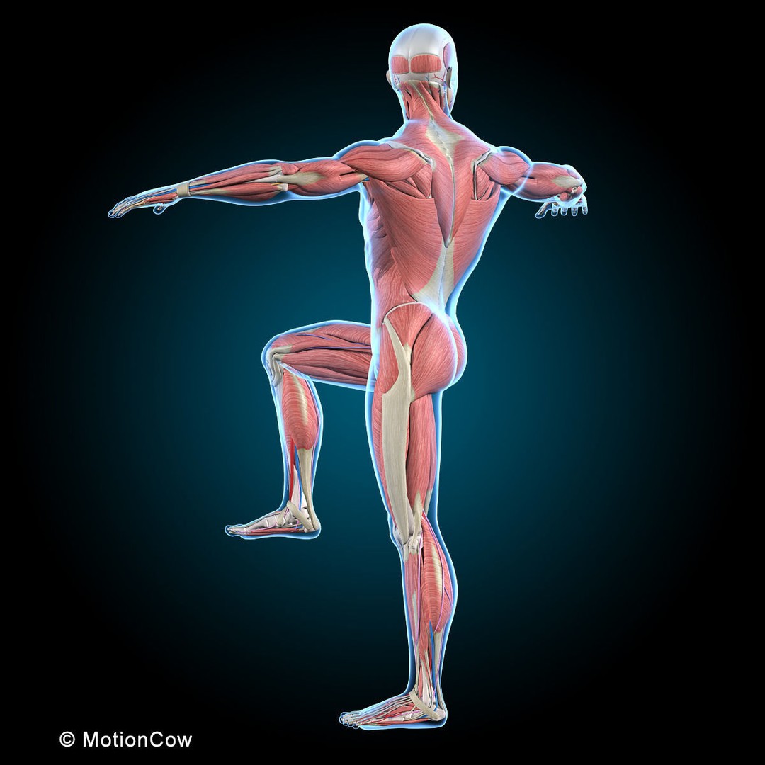 Human Anatomy 3D Model – Rigged Character with Detailed Systems, FBX - View 46