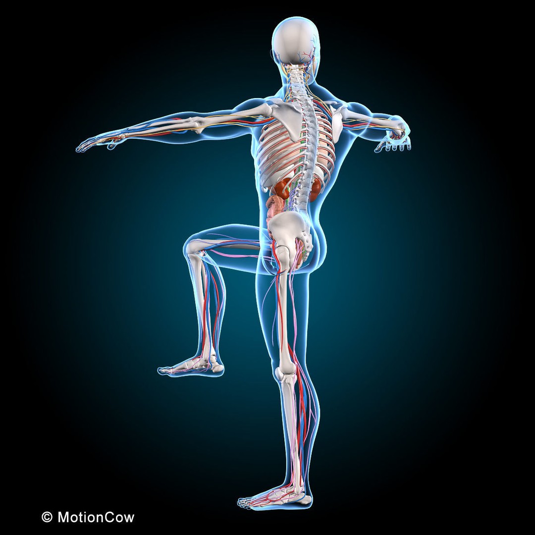 Human Anatomy 3D Model – Rigged Character with Detailed Systems, FBX - View 47