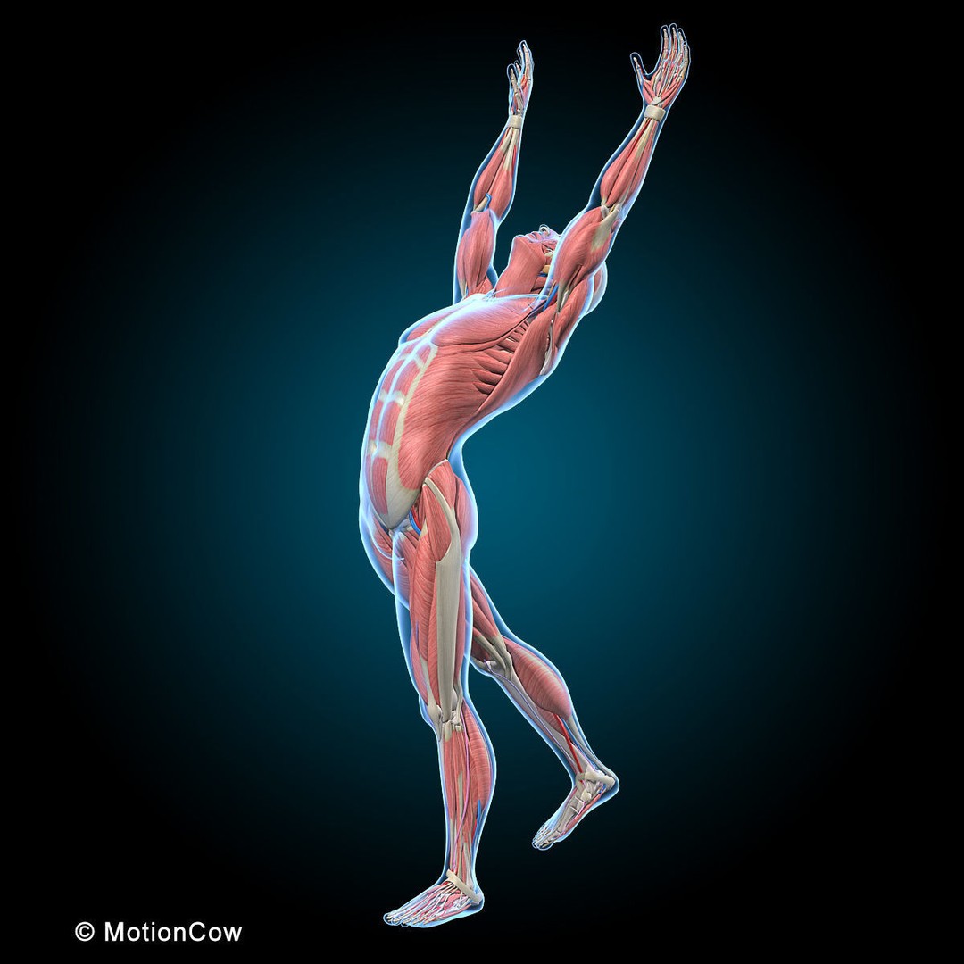 Human Anatomy 3D Model – Rigged Character with Detailed Systems, FBX - View 49