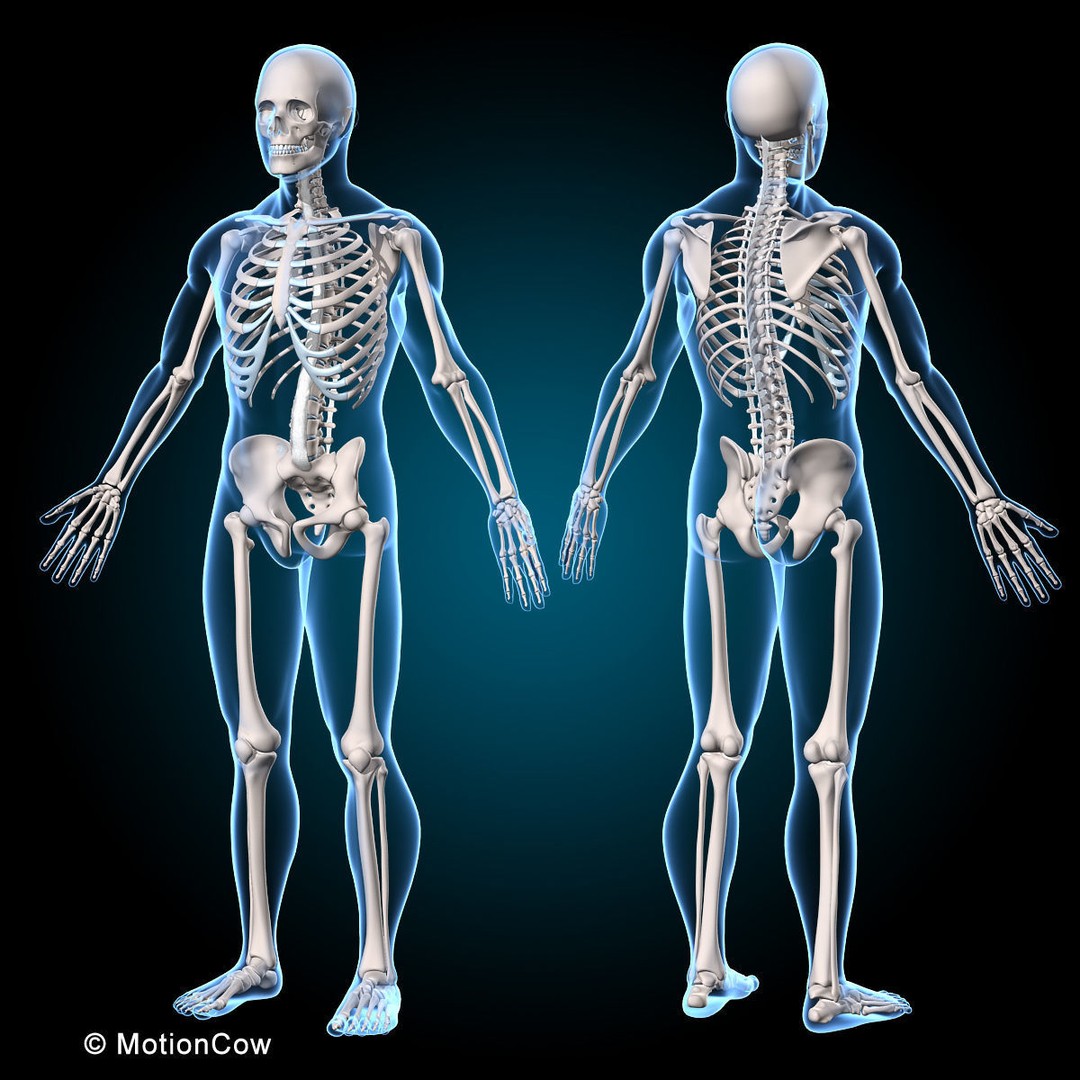 Human Anatomy 3D Model – Rigged Character with Detailed Systems, FBX - View 5