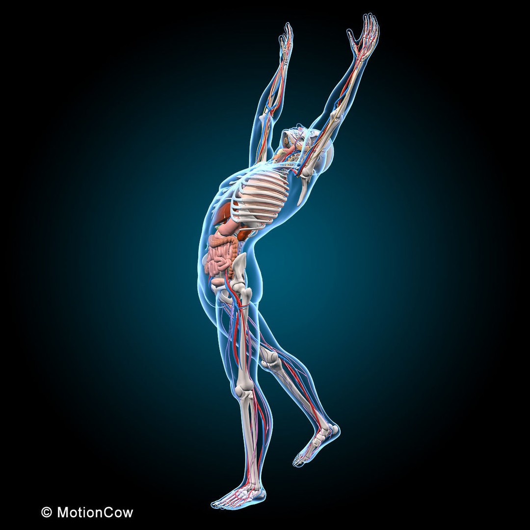 Human Anatomy 3D Model – Rigged Character with Detailed Systems, FBX - View 50