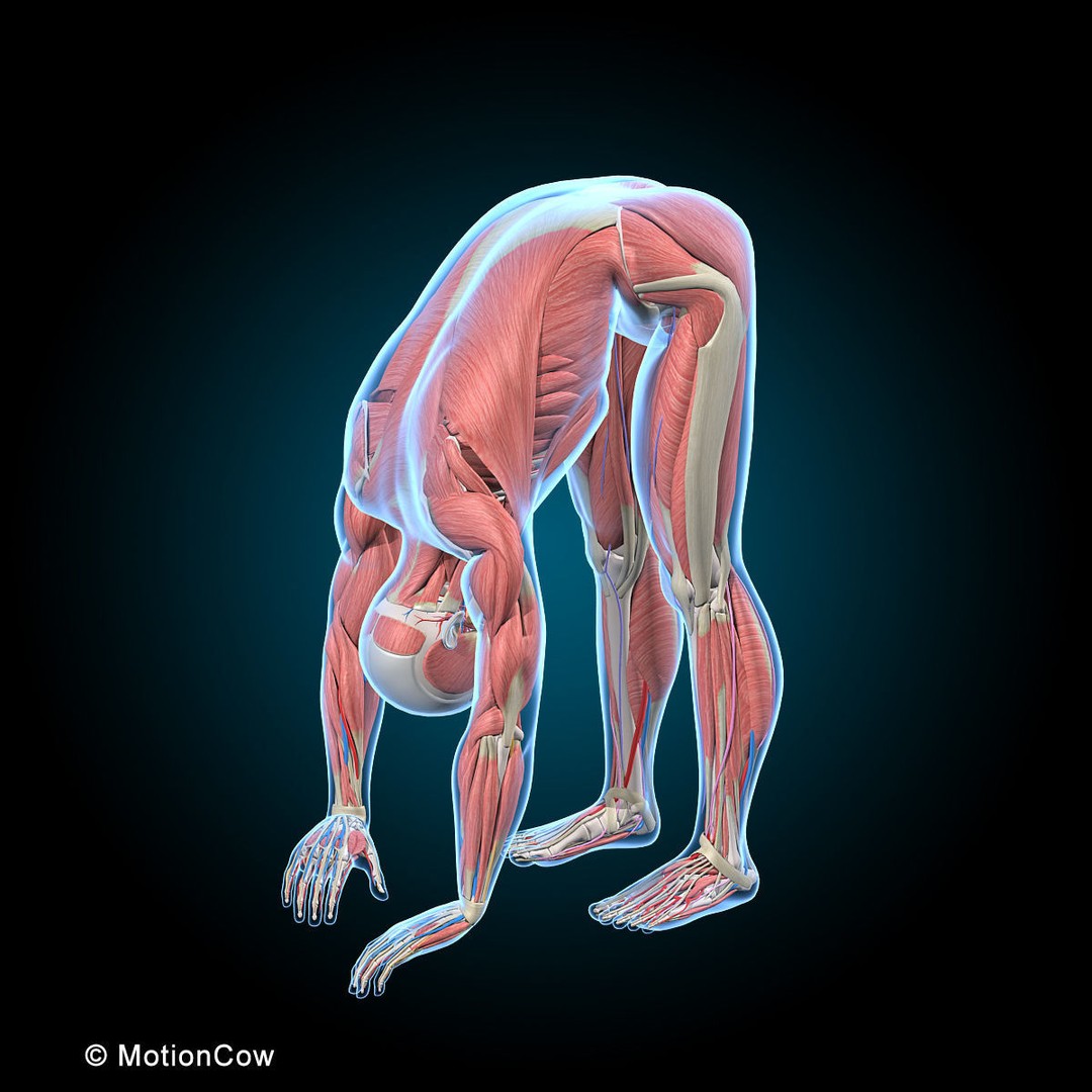 Human Anatomy 3D Model – Rigged Character with Detailed Systems, FBX - View 52