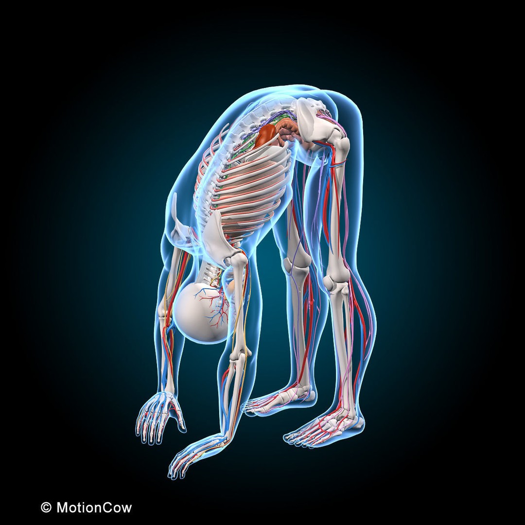 Human Anatomy 3D Model – Rigged Character with Detailed Systems, FBX - View 53