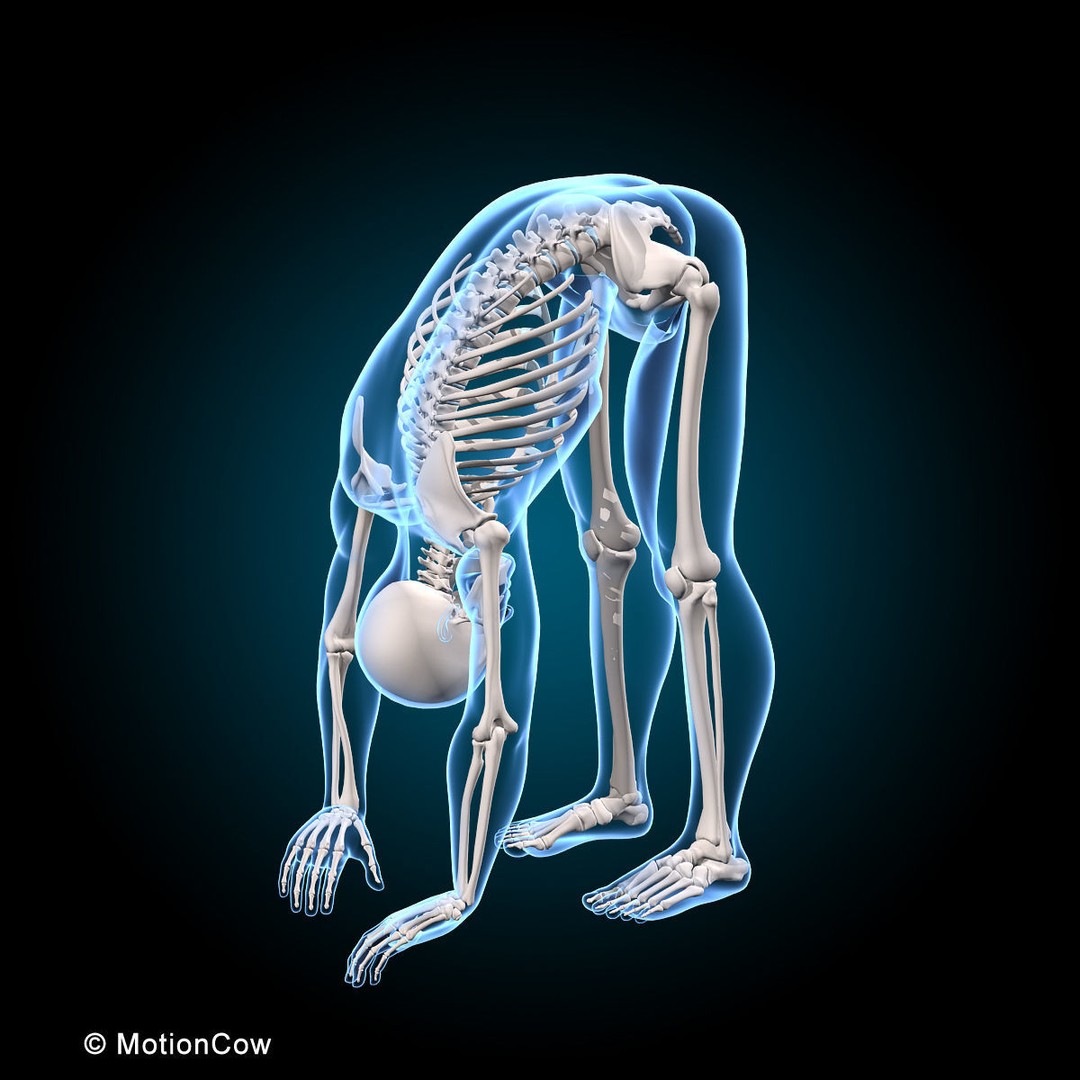 Human Anatomy 3D Model – Rigged Character with Detailed Systems, FBX - View 54