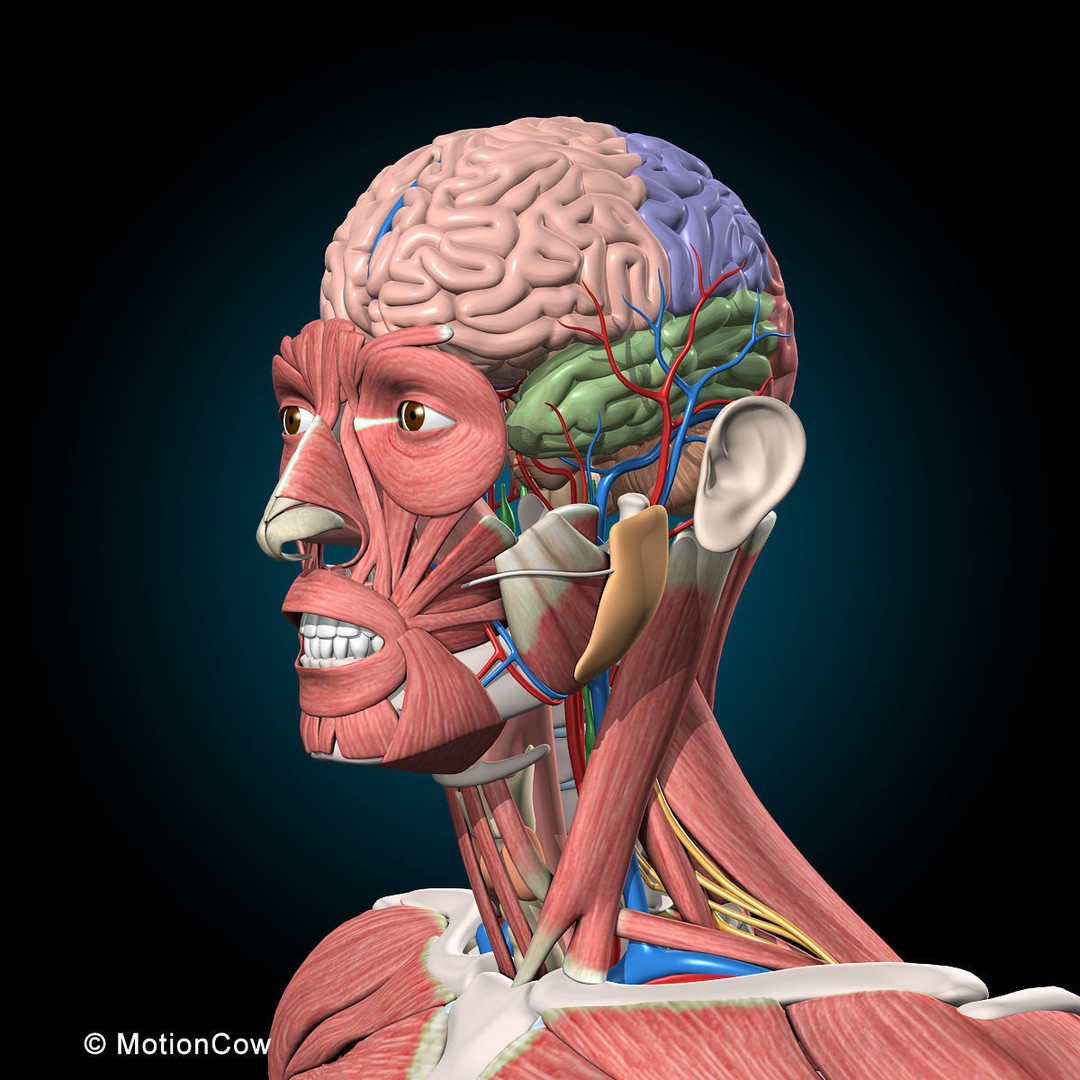 Human Anatomy 3D Model – Rigged Character with Detailed Systems, FBX - View 55