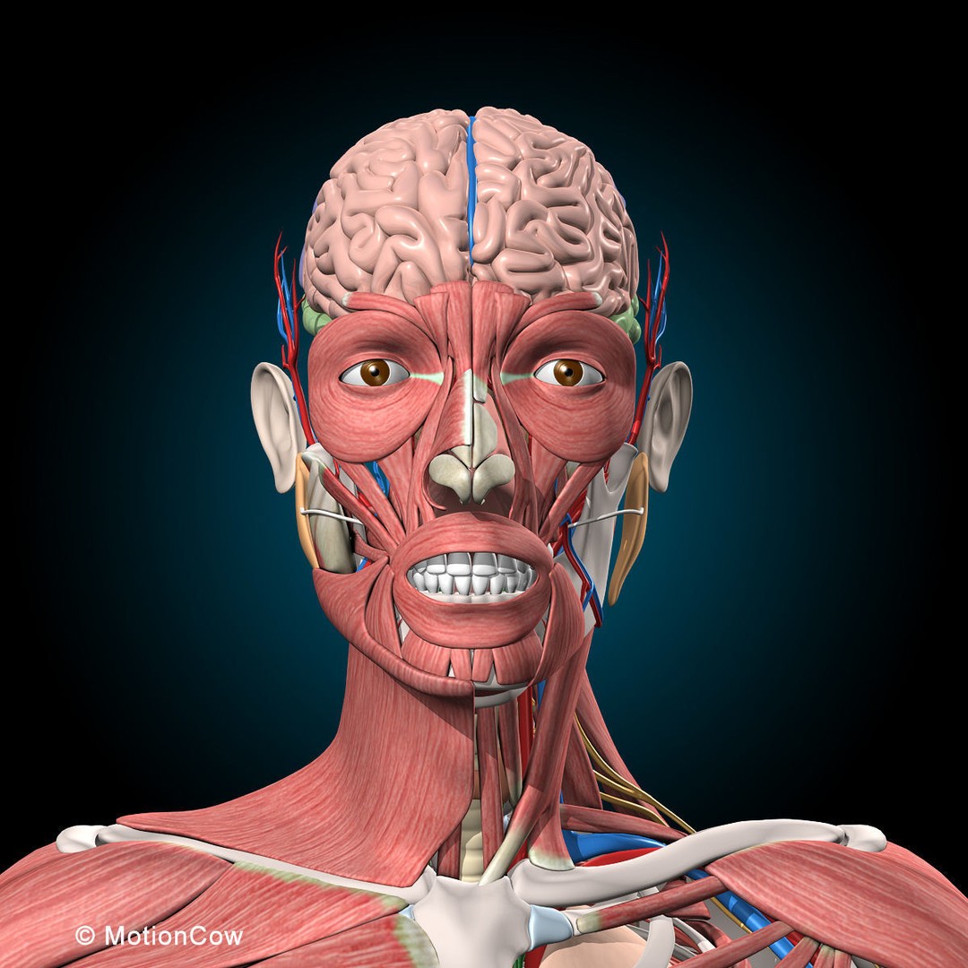 Human Anatomy 3D Model – Rigged Character with Detailed Systems, FBX - View 56