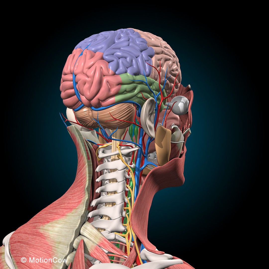 Human Anatomy 3D Model – Rigged Character with Detailed Systems, FBX - View 58