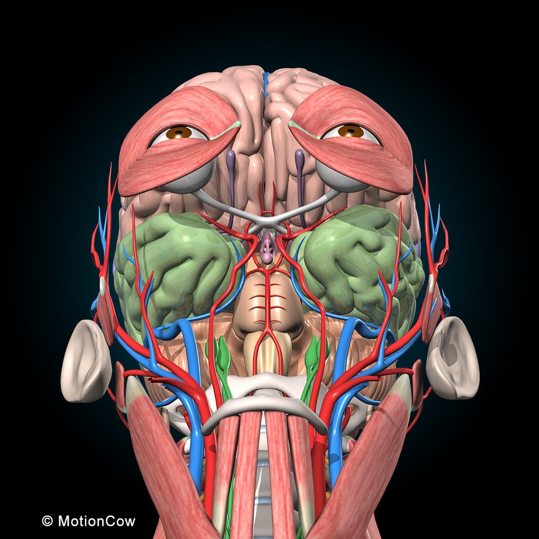 Human Anatomy 3D Model – Rigged Character with Detailed Systems, FBX - View 59