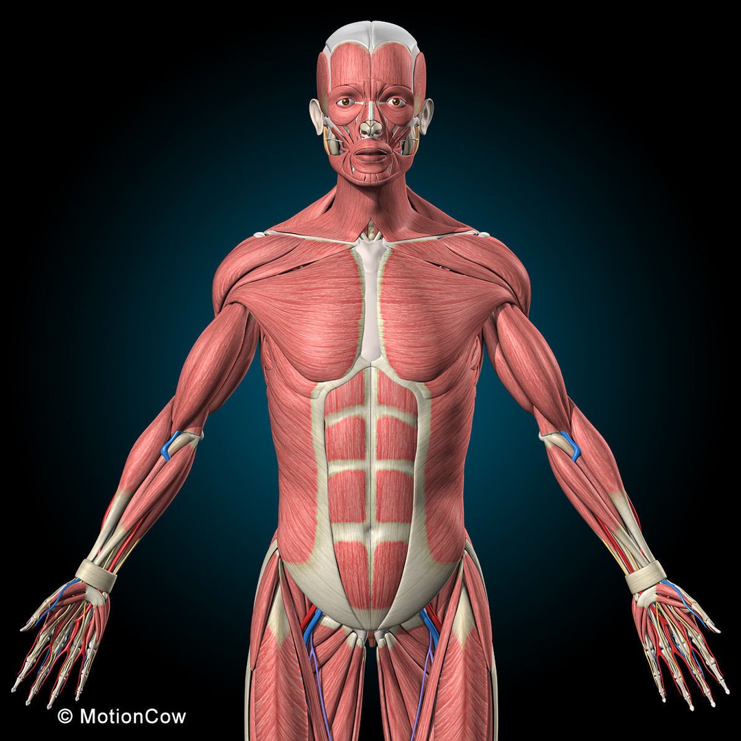 Human Anatomy 3D Model – Rigged Character with Detailed Systems, FBX - View 6