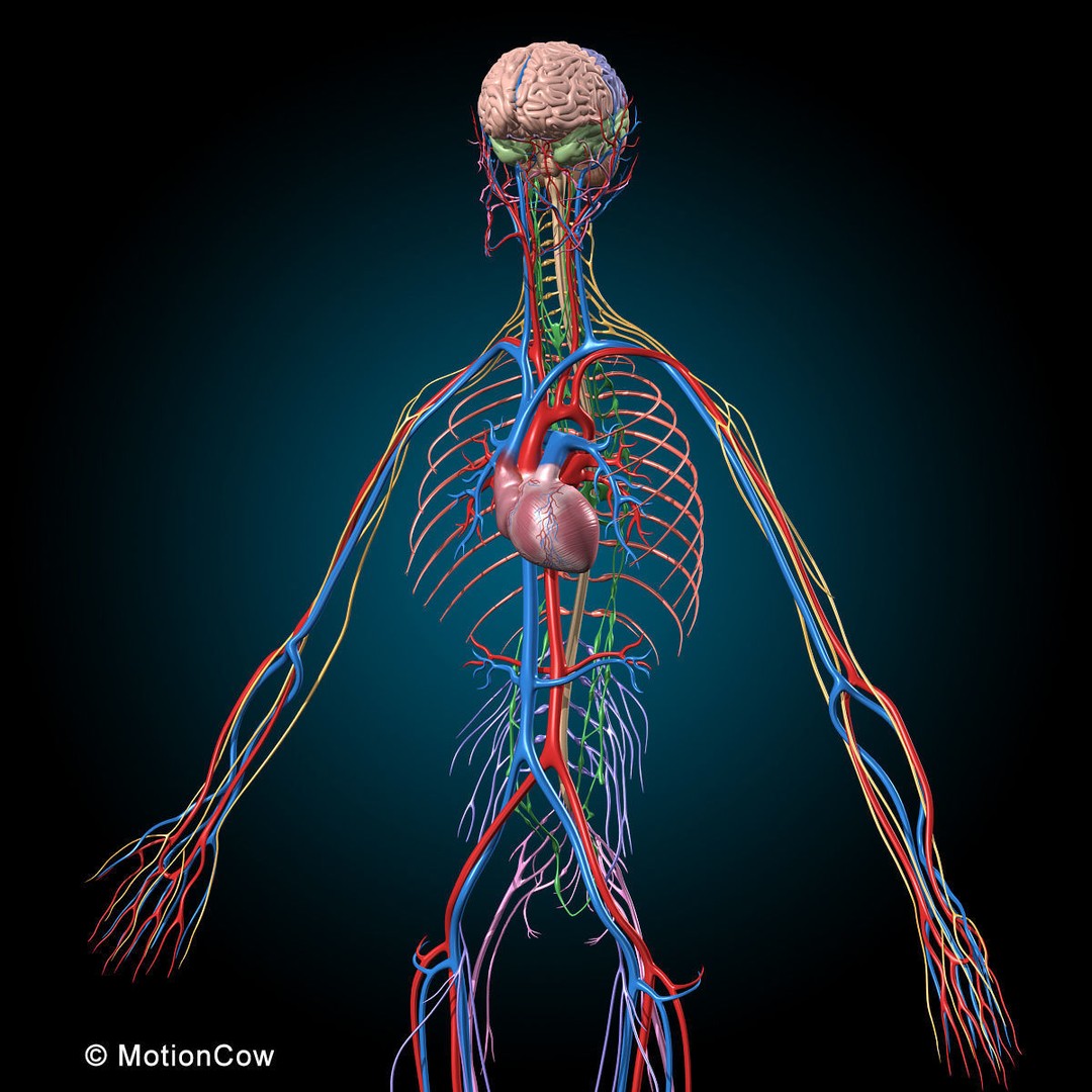 Human Anatomy 3D Model – Rigged Character with Detailed Systems, FBX - View 60