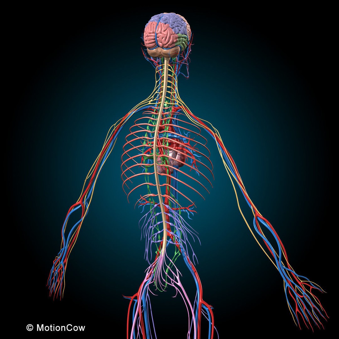 Human Anatomy 3D Model – Rigged Character with Detailed Systems, FBX - View 61