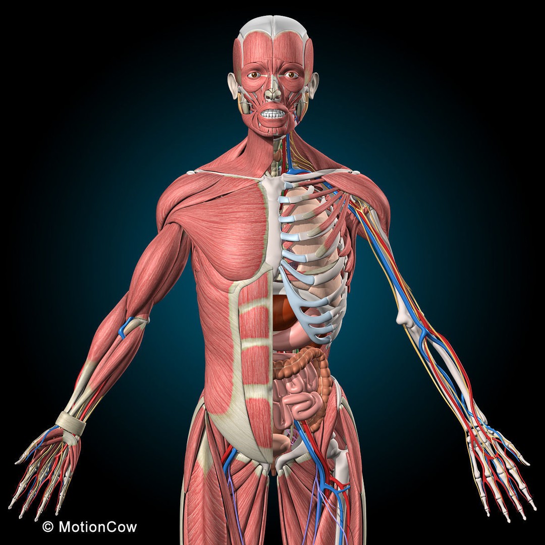 Human Anatomy 3D Model – Rigged Character with Detailed Systems, FBX - View 7