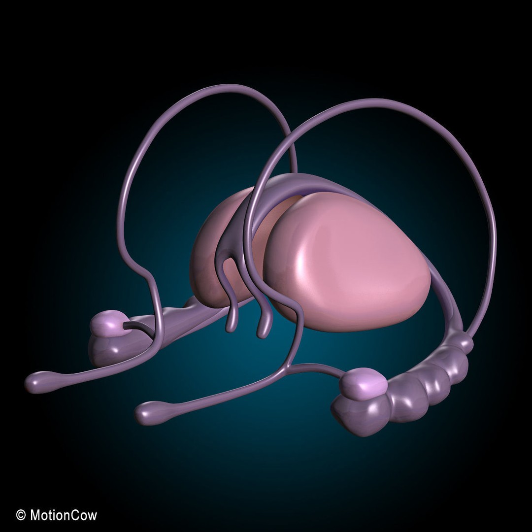 Human Anatomy 3D Model – Rigged Character with Detailed Systems, FBX - View 72