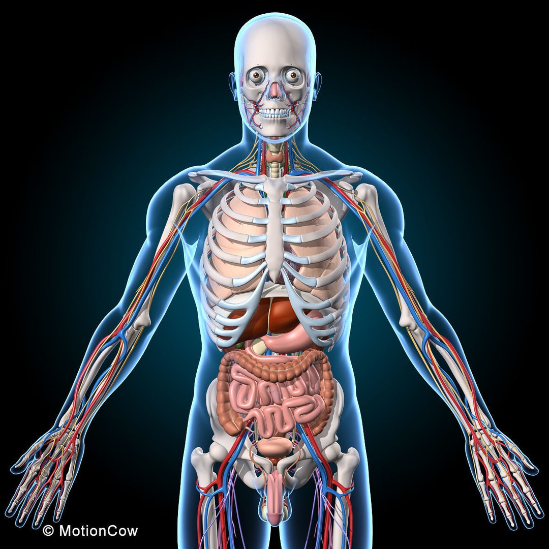 Human Anatomy 3D Model – Rigged Character with Detailed Systems, FBX - View 8